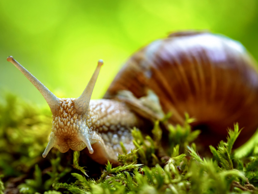 L’escargot 