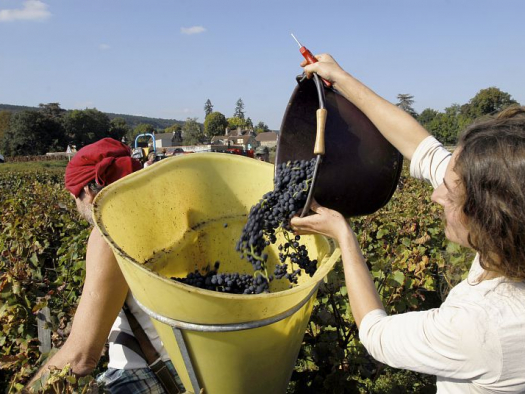Vendanges